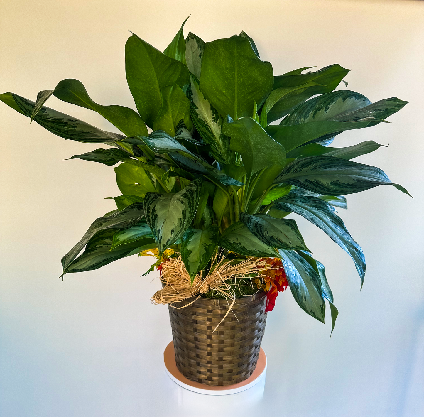 Indoor foliage plant in a textured basket with large, vibrant green leaves and subtle raffia detailing, ideal for office or home décor. VIP Floristry Houston.