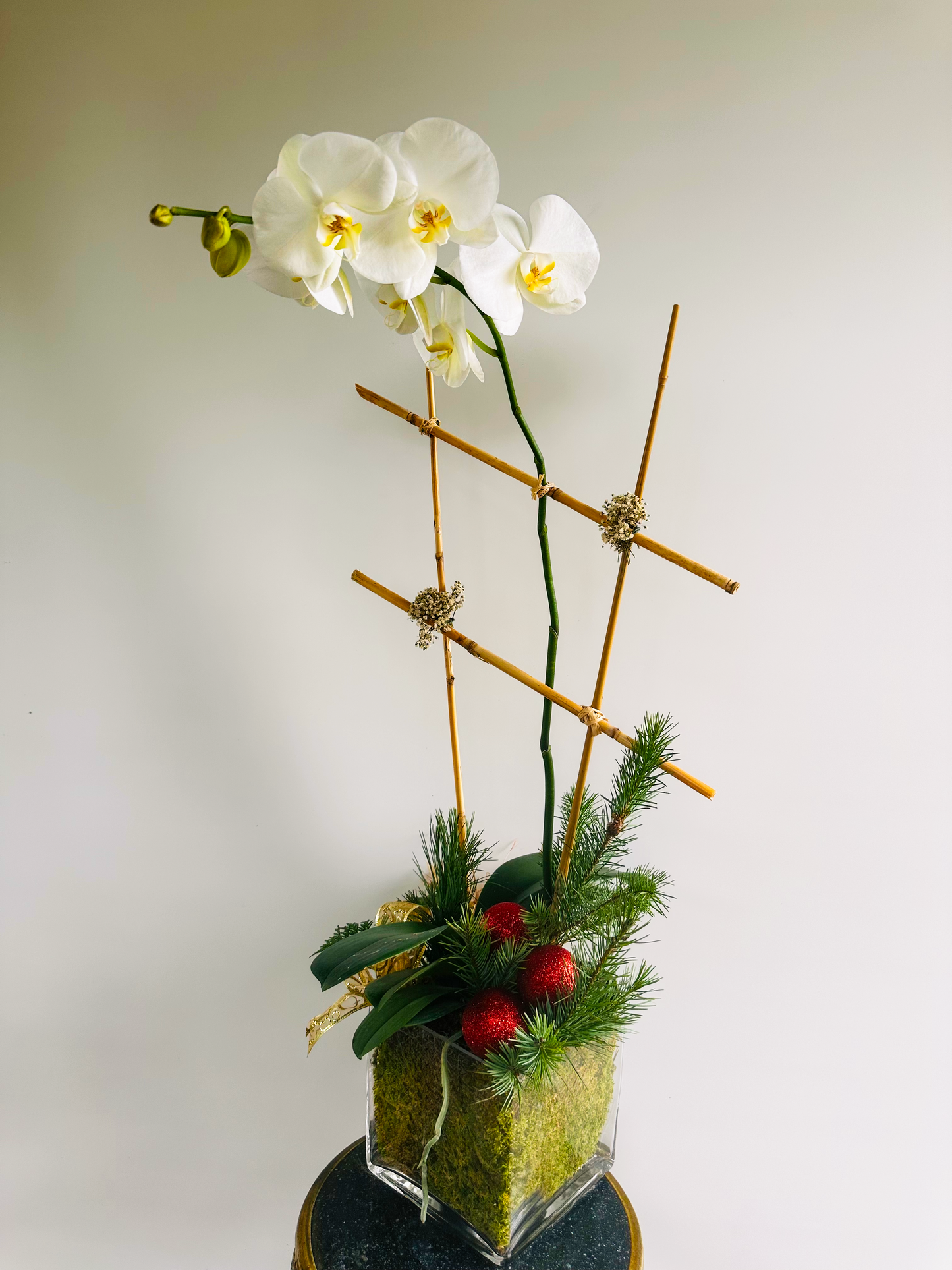 Holiday White Phalaenopsis Orchid
