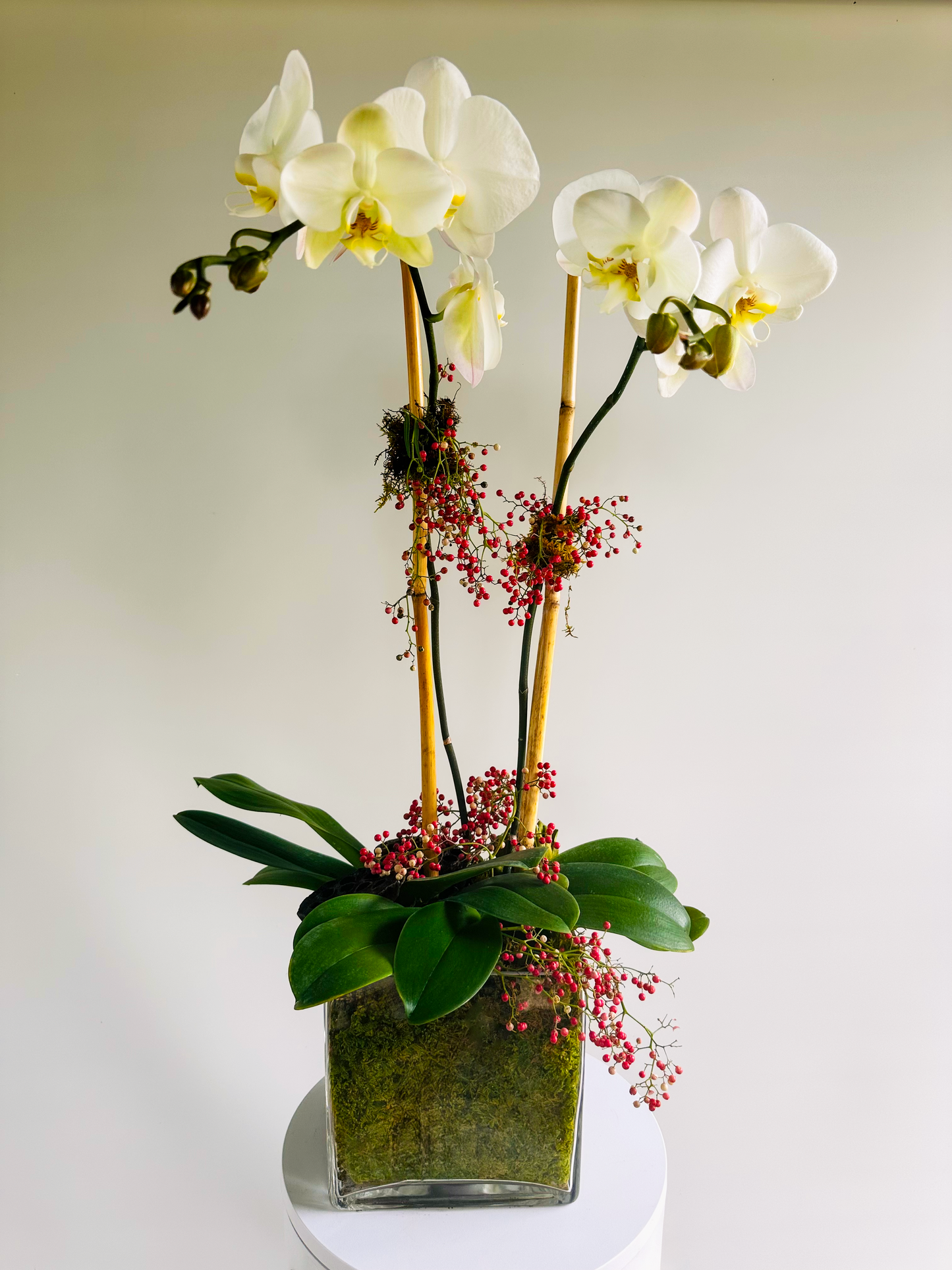 Double Phalaenopsis Orchid Display