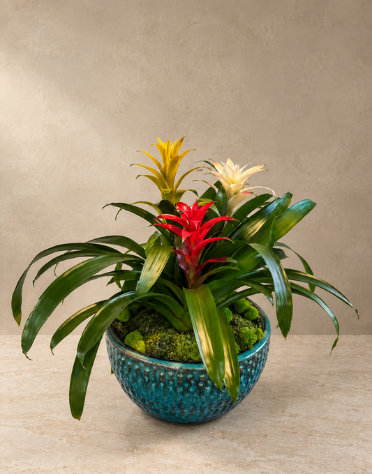 Bromeliads Sunrise garden with yellow, ivory and red bromeliads, arching green leaves and moss in a textured turquoise ceramic bowl.