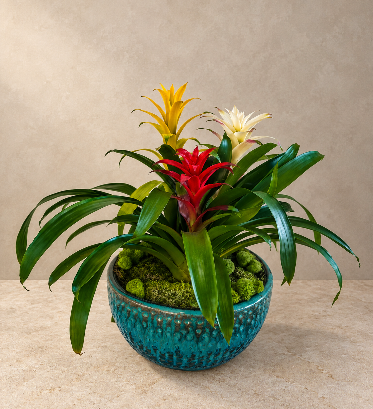 Close view of the Bromeliads Sunrise garden showing three colorful bromeliads, chartreuse moss and a dimpled turquoise planter.