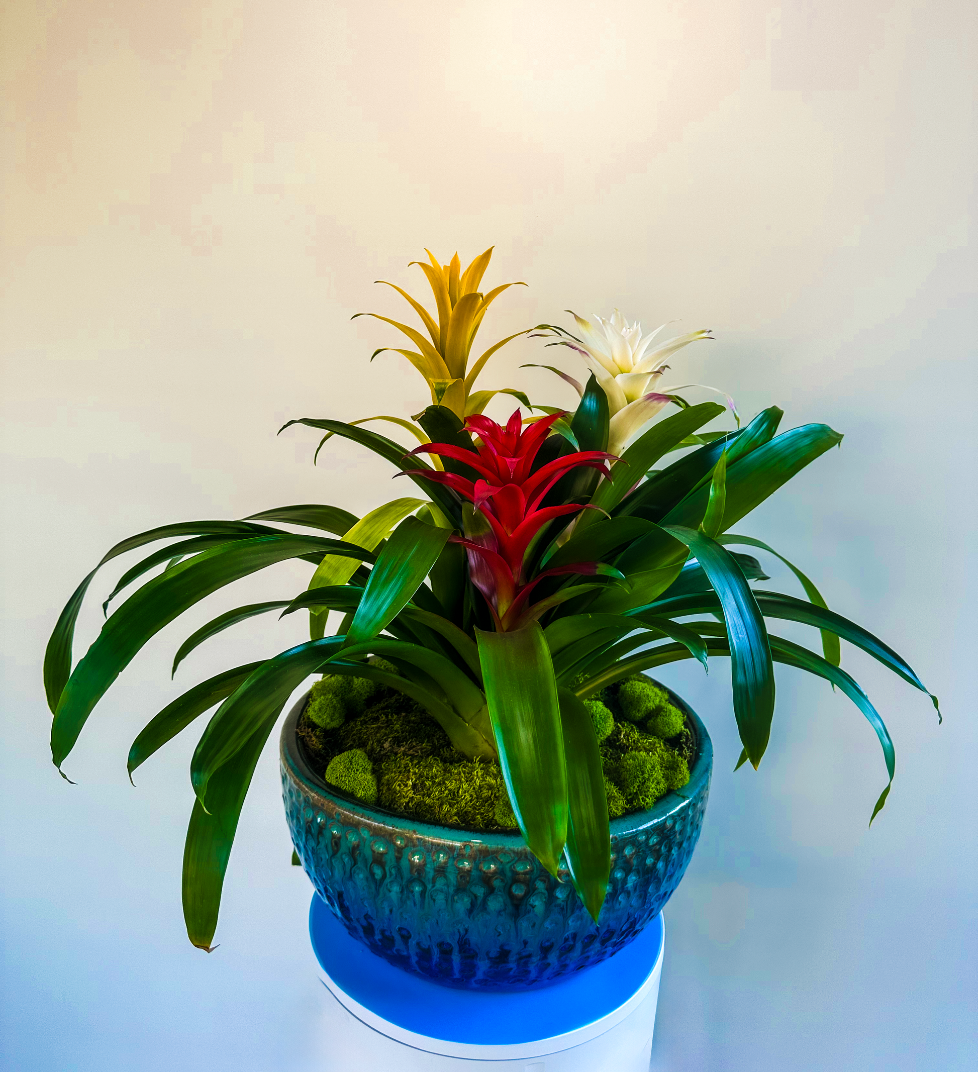 Artistic bromeliad floral composition showcasing bold red, yellow, and white blooms in a decorative teal planter, complemented by verdant leaves and moss, perfect for enhancing luxury interiors or floral decor.