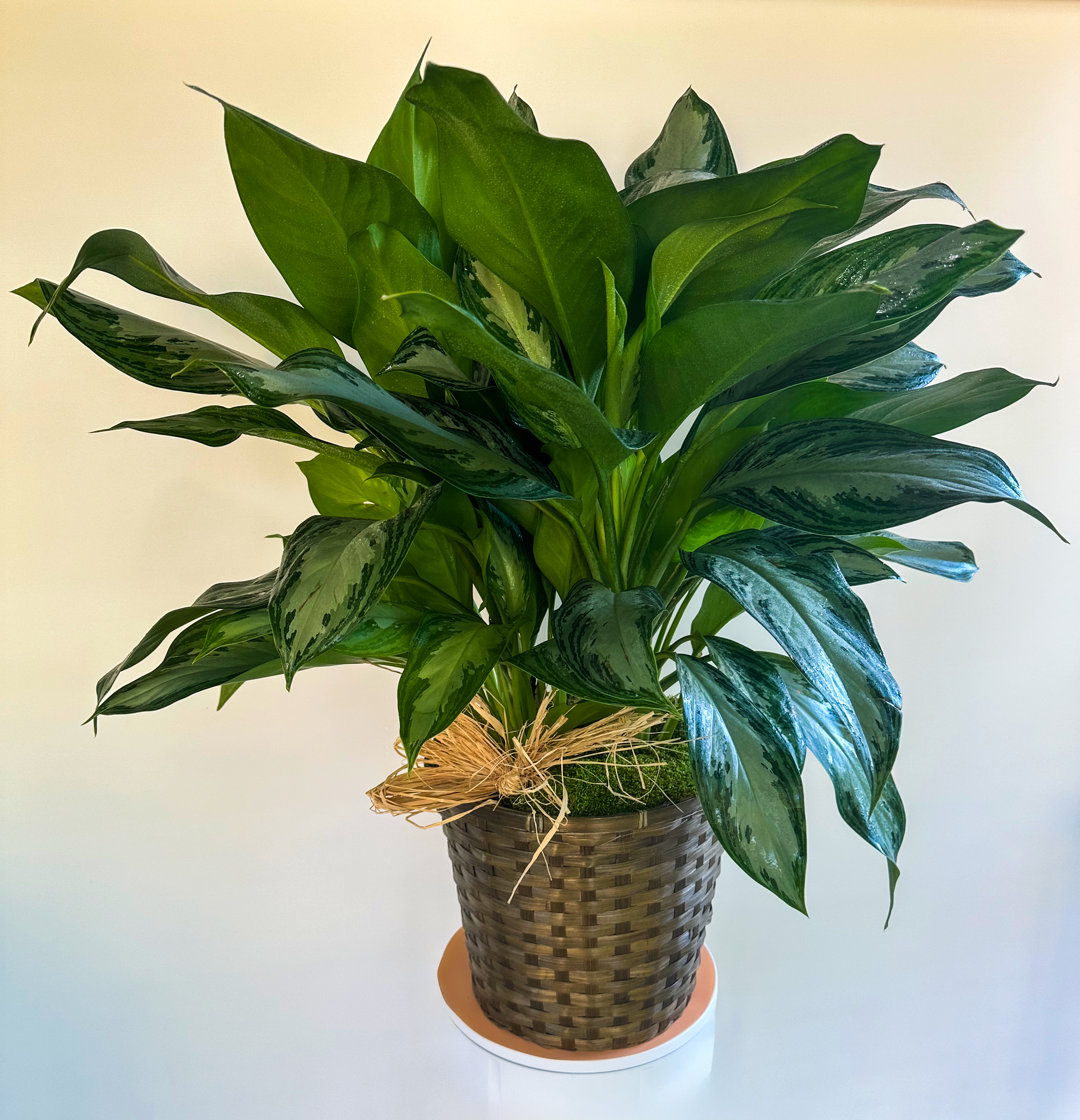 Lush green foliage plant in a woven basket, featuring broad, glossy leaves and a decorative natural raffia tie, perfect for enhancing indoor spaces with a vibrant touch. VIP Floristry Houston.