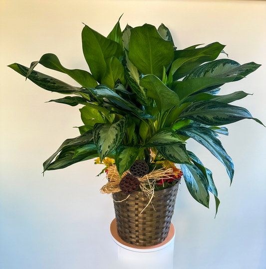 Broad-leaved indoor plant in a stylish woven basket, accented with natural raffia and lotus pods, adding elegance to indoor settings. VIP Floristry Houston.