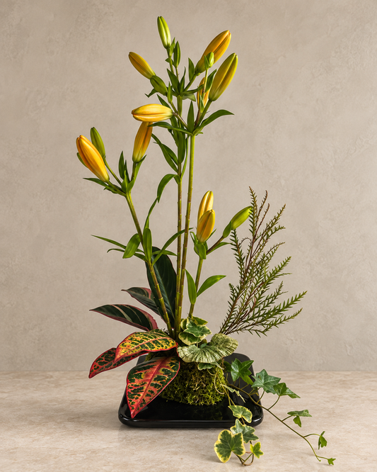 Full studio view of closed golden lily buds rising above croton leaves, moss, fern-like foliage and trailing ivy in a shallow black rectangular vessel.