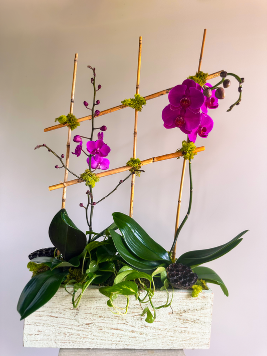 Elegant purple orchid arrangement with bamboo lattice and lush greenery in a textured planter, perfect for Houston floral decor.