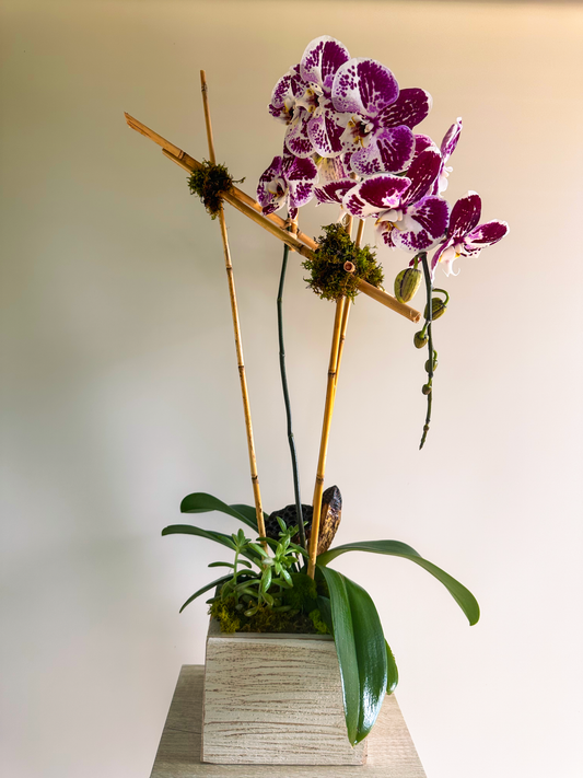 Modern floral arrangement featuring purple-speckled orchids on bamboo supports, nestled in a rustic square container with green moss and succulents at the base. Perfect for luxury floral design in Houston.