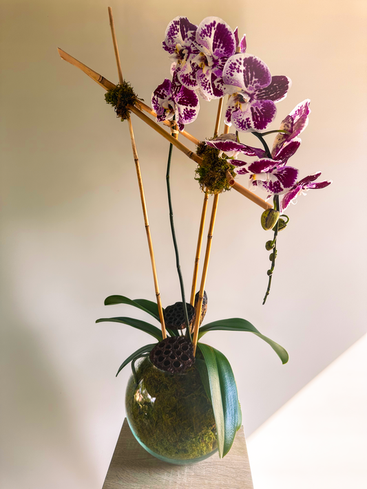 Close-up of purple-speckled orchid blooms arranged with bamboo support in a round glass vase, featuring green moss for a natural look. Luxury flowers in Houston.