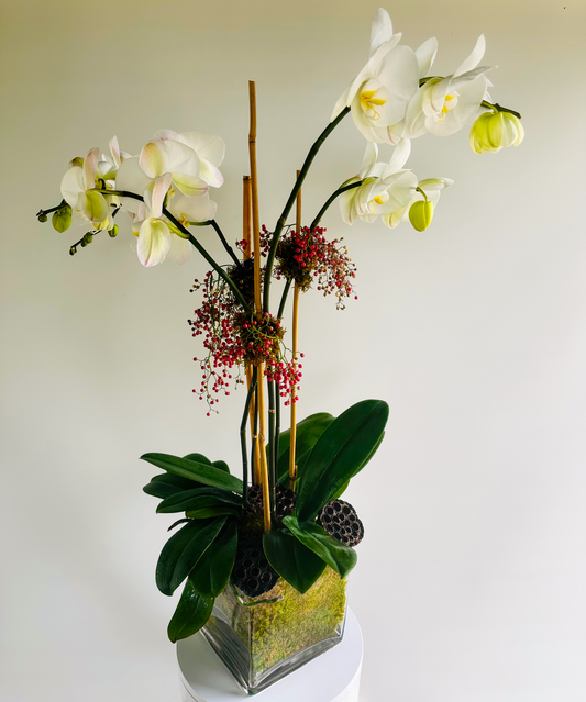 Double Delight Orchid Arrangement