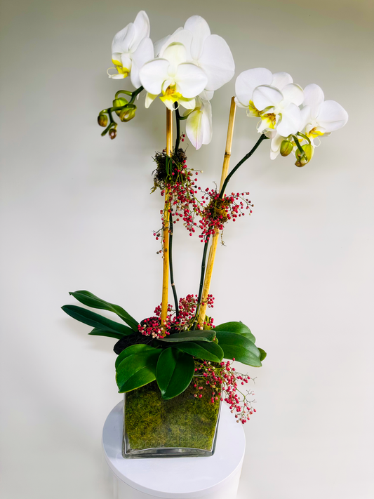 Double Phalaenopsis Orchid Display