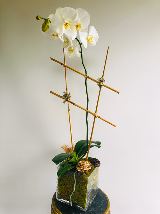 Classic White Phalaenopsis Orchid