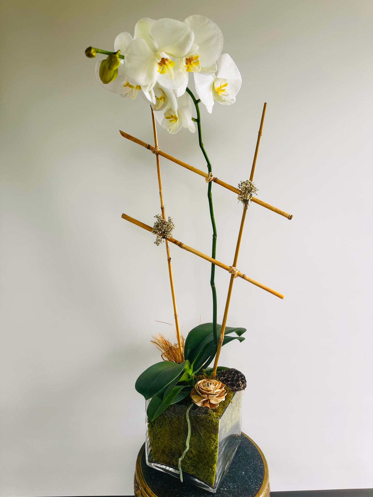 Classic White Phalaenopsis Orchid