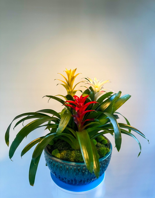 Vibrant bromeliad plant arrangement in a textured teal ceramic bowl, featuring striking red, yellow, and white bromeliad flowers surrounded by lush green foliage and soft moss for an elegant indoor display.