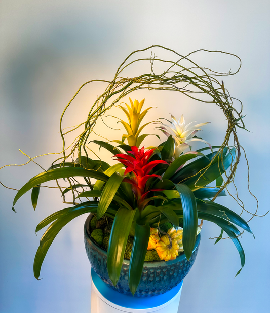 Bromeliad arrangement in yellow, red, and white in a decorative blue pot with vine accents by VIP Floristry in Houston.